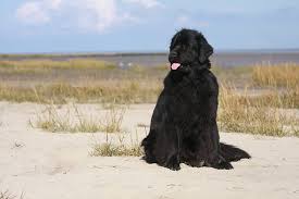 Neufundländer Ehmi an der Nordsee - Bild \u0026amp; Foto von Monika Theißen ...