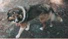 Friends of the Old Farm Collie, Bulletin #2 page 2