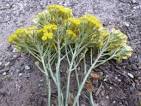 Plants Profile - Helichrysum italicum (Roth) Don (Asteraceae ...
