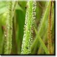 Carnivorous and Insectivorous Plants Online, Dionaea (Venus ...