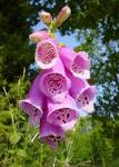 finger purple flower in field - via Daymix
