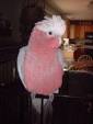 New Parrot Photo
 Contest -  Pa ...