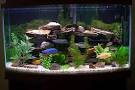the fish aquarist