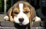 Beagle puppy wallpaper #