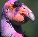 File:California Condor.jpg - Wikipedia, the free encyclopedia