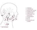 SEER Training: Major Lymph Node Chains of Head
