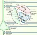 gamma-Aminobutyric acid - Wikipedia, the free encyclopedia