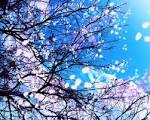 flowers, flowers wallpapers, flower | FUN box