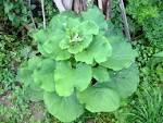 File:<b>Arctium</b> lappa bgiu.jpg