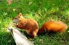Red Squirrel Chewing Antlers - via Daymix
