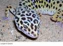 Geckos - info and games