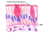 Exercise 4: Epithelium