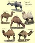 Camel Breeds