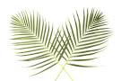 PALM SUNDAY