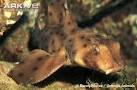 ARKive - California horn shark videos, photos and facts ...
