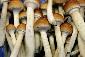 A man was found dead in a grow house for illegal “magic mushrooms” Friday 