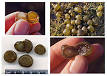 marine <b>cyanobacteria</b>. [6]