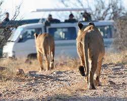 African Safari Tours