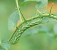 Gardening Resources :: National Gardening Association