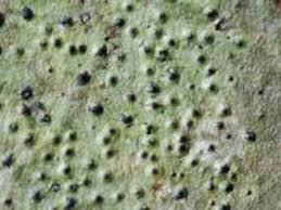 Image result for Phylloporis obducta