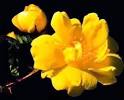 this rose pictured below. - via Daymix
