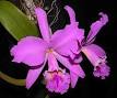 Cattleya - Wikipedia, the free encyclopedia