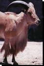 Aoudad, Ammotragus lervia, also know as the Barbary Sheep ...