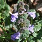 Ground Ivy, Glechoma hederacea. This plant was growing thickly in the short - via Daymix