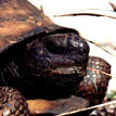 Gopher Tortoise - Gopherus polyphemus
