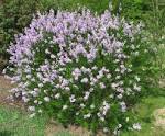 File:<b>Syringa</b> × laciniata 01 by