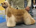 american cocker spaniel dog - sporting dog breeds - online dog ...