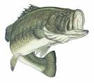 BASS FISHING TEAM
