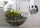 terrarium pronunciation