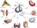 The posterior <b>pituitary</b> makes