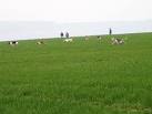 The New Forest Beagles, - via Daymix