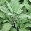 BBC - Gardening: Plant Finder - Common sage
