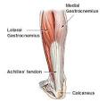 Achille"s <b>tendon</b>