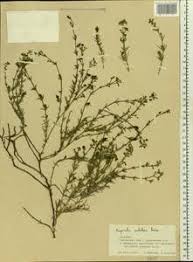 Image result for Asperula setulosa