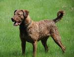 File:Chesapeake Bay Retriever1.jpg - Wikipedia, the free encyclopedia