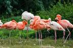 Flamingos | Causes of Color