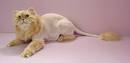 cat-grooming.jpg