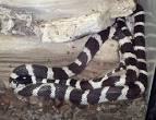California King Snake: WhoZoo