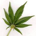 Legalization of Marijuana could add Billions to Californias empty