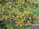 Buds of May by Waltham Lane. This hawthorn hedge is about to burst into - via Daymix