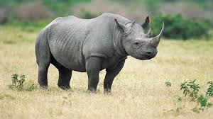 Image result for rhinos