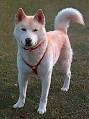 Ainu Dog Information and Pictures, Hokkaido Dog, Ainu Dogs