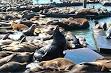 California SEA LION - Wikipedia, the free encyclopedia