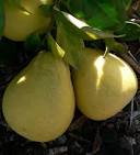Citrus Pages / Pomelos