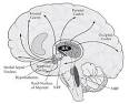 disorders of <b>consciousness</b>
