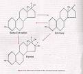 During puberty, <b>estrogens</b>